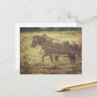 Carte Postale Black and Sorrel Amish Horses Mowing Hay
