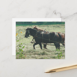 Carte Postale Black and Sorrel Amish Horses Mowing Hay Kalona 