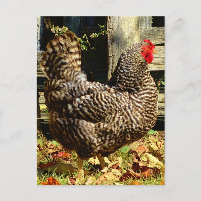 Carte Postale Black and white chicken (Devant)