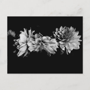 Carte Postale Black-and-White Dahlia Trio