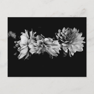 Carte Postale Black-and-White Dahlia Trio