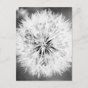 Carte Postale Black and White Dandelion