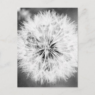 Carte Postale Black and White Dandelion