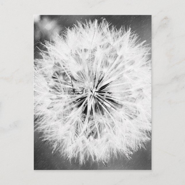 Carte Postale Black and White Dandelion (Devant)