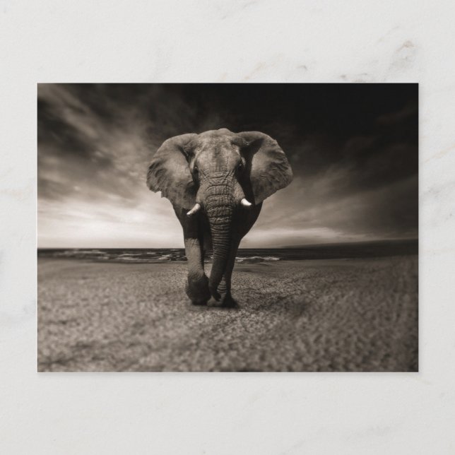 Carte Postale Black and White Elephant (Devant)