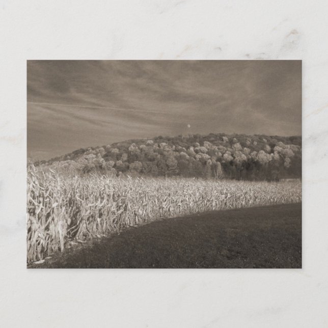Carte Postale Black and White Fields Of Grain (Devant)