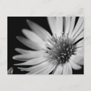 Carte Postale Black and White Flower