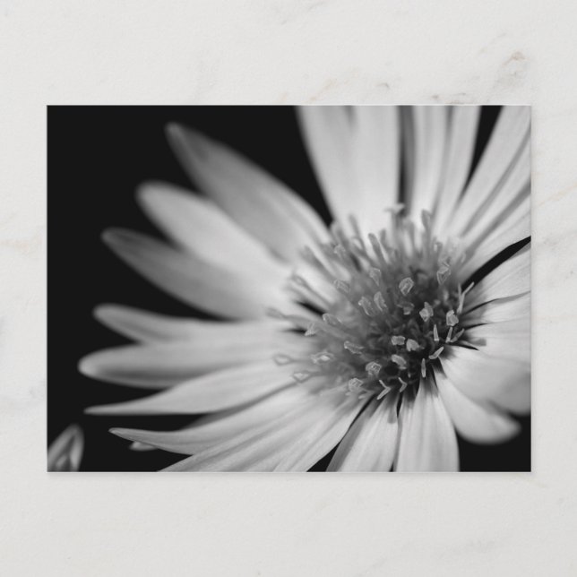Carte Postale Black and White Flower (Devant)