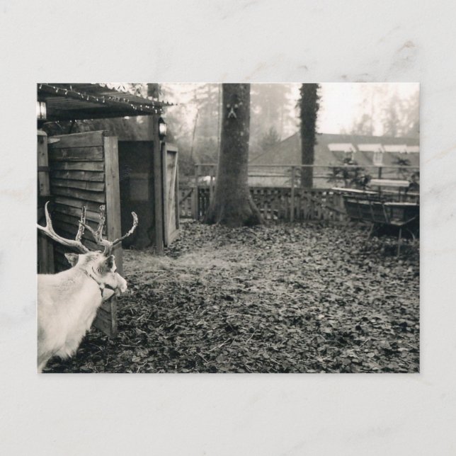 Carte Postale Black and white photo of reindeer and sleigh (Devant)