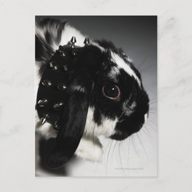 Carte Postale Black and white rabbit with Étudiant ded collar (Devant)