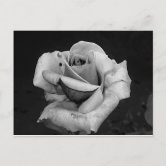 Carte Postale Black and White Rose