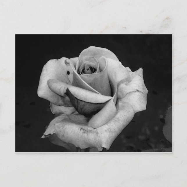 Carte Postale Black and White Rose (Devant)
