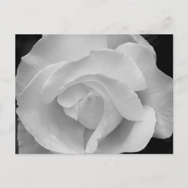 Carte Postale Black and White Rose (Devant)