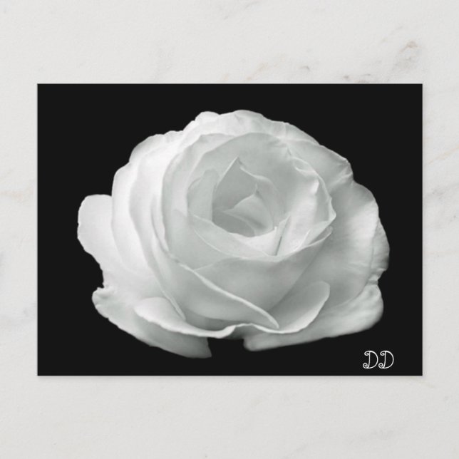 Carte Postale Black And White Rose (Devant)