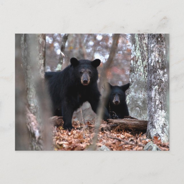Carte postale Black Bear and Cub (Devant)