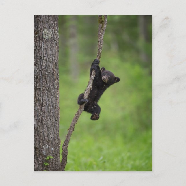 Carte Postale Black Bear Cub jouant sur le membre de l'arbre (Devant)
