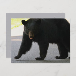Carte Postale Black Bear in Cades Cove - Great Smokey Mountains 