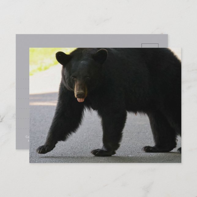 Carte Postale Black Bear in Cades Cove - Great Smokey Mountains  (Devant / Derrière)