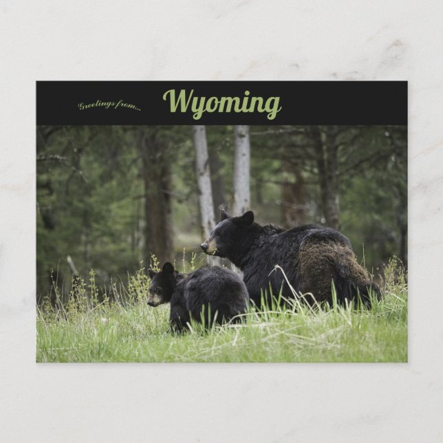 Carte Postale Black Bears Yellowstone National Park Wyoming (Devant)