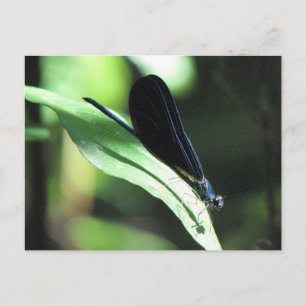 Carte postale Black & Blue Damselfly