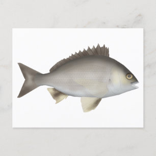 Carte Postale Black Bream