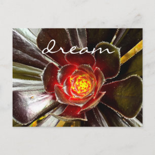 Carte Postale Black Cactus Succulent Photo Dream Script Bold