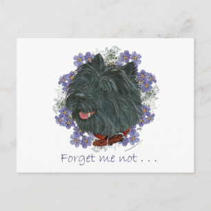 Carte Postale Black Cairn Terrier Oubliez-moi-pas