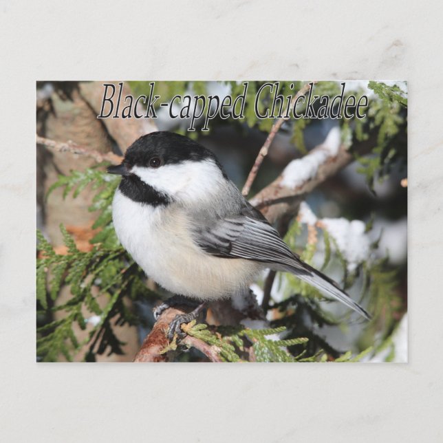 Carte Postale Black-capped Chickadee 9527 (Devant)
