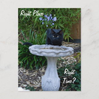 Carte postale Black Cat Birdbath