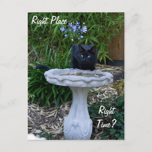 Carte postale Black Cat Birdbath (Devant)