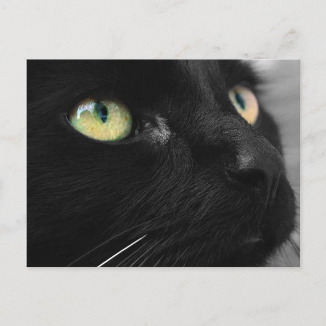 Carte postale Black Cat Green Eyes (Devant)