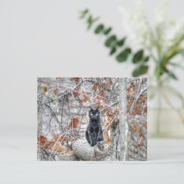 Carte Postale Black Cat Sitting Outdoors (Debout devant)