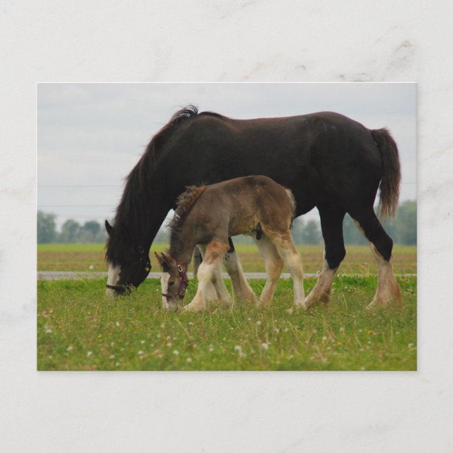 Carte Postale Black Clydesdale et Filly (Devant)