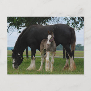 Carte Postale Black Clydesdale et Filly