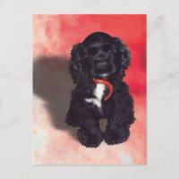 Black Cocker Spaniel Puppy - Abby