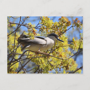 Carte postale Black couronné Night Heron