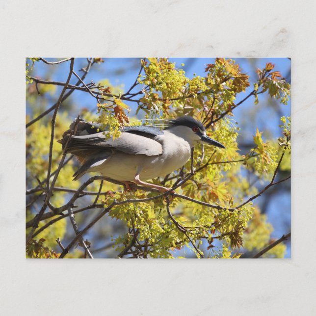 Carte postale Black couronné Night Heron (Devant)