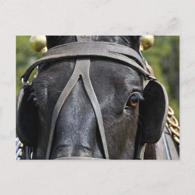 Carte postale Black Draft Horse (Devant)