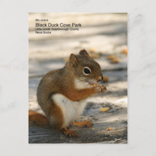 Carte Postale Black Duck Cove Park