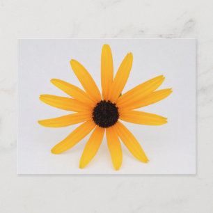 Carte Postale Black Eyed Susan