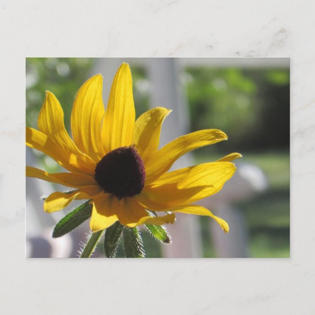Carte Postale Black Eyed Susan Fleur sauvage | (Devant)