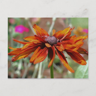 Carte postale Black Eyed Susan Flower