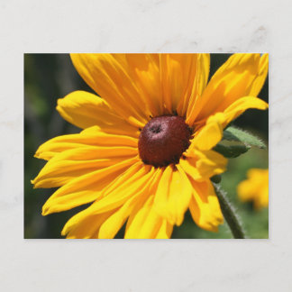 Carte postale Black Eyed Susan Flower