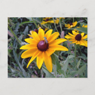 Carte Postale Black-Eyed Susan Postcard
