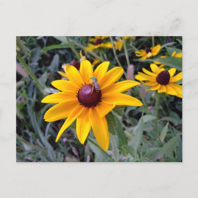 Carte Postale Black-Eyed Susan Postcard (Devant)