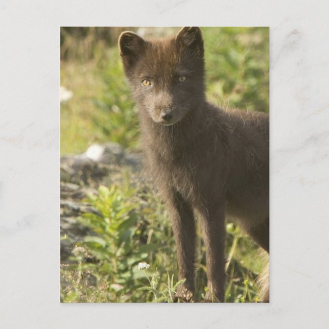 Carte postale Black Fox (Devant)