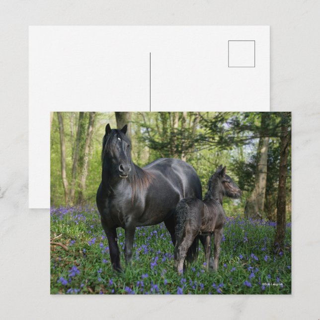 Carte Postale Black Friesian Mare et Foie dans Bluebells (Devant / Derrière)