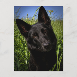 Carte Postale black german shepherd
