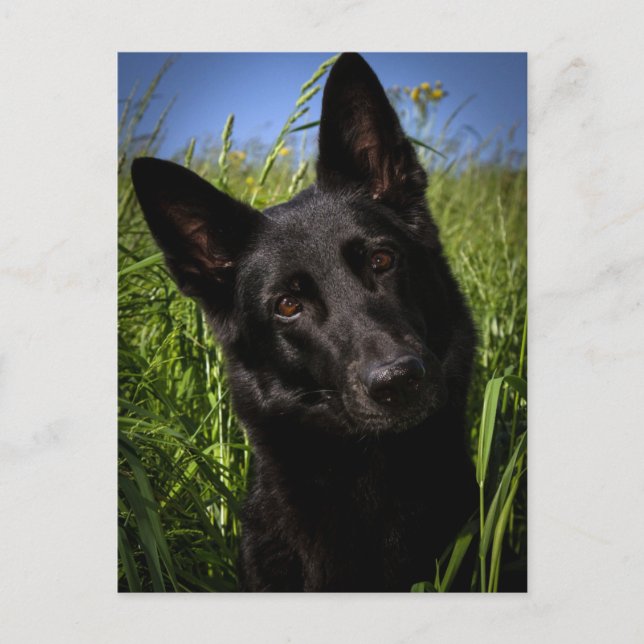 Carte Postale black german shepherd (Devant)