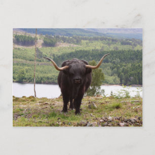 Carte Postale Black Highland, Écosse